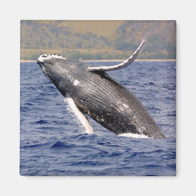 Humpback Whale Splashing Magnet (Vorne)