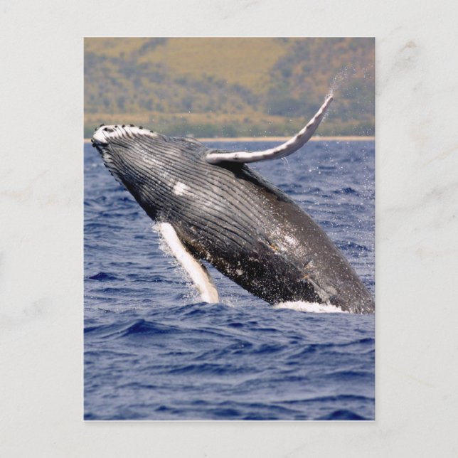 Humpback Whale Splashing Postkarte (Vorderseite)