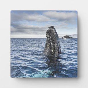 Humpback Whale Spyhops   Hope Bay, Antarktis Fotoplatte