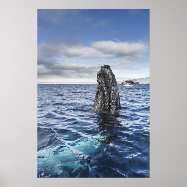 Humpback Whale Spyhops | Hope Bay, Antarktis Poster (Vorne)