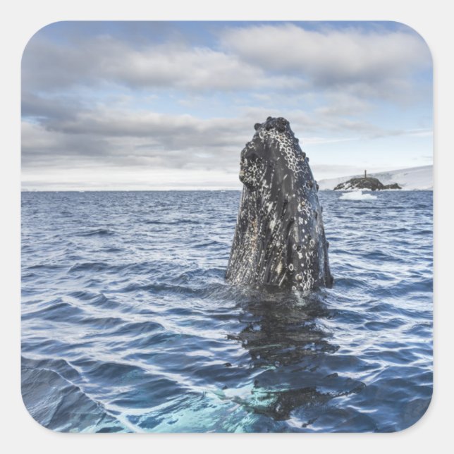 Humpback Whale Spyhops | Hope Bay, Antarktis Quadratischer Aufkleber (Vorderseite)