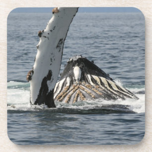 Humpback Whale Untersetzer