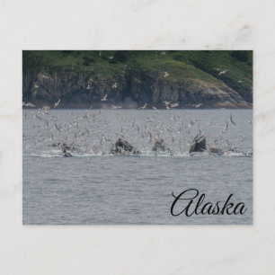 Humpback Whales Bubble Netting Alaska Postkarte