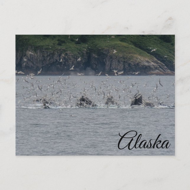 Humpback Whales Bubble Netting Alaska Postkarte (Vorderseite)