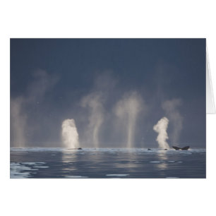 Humpback Whales Megaptera novaeangliae