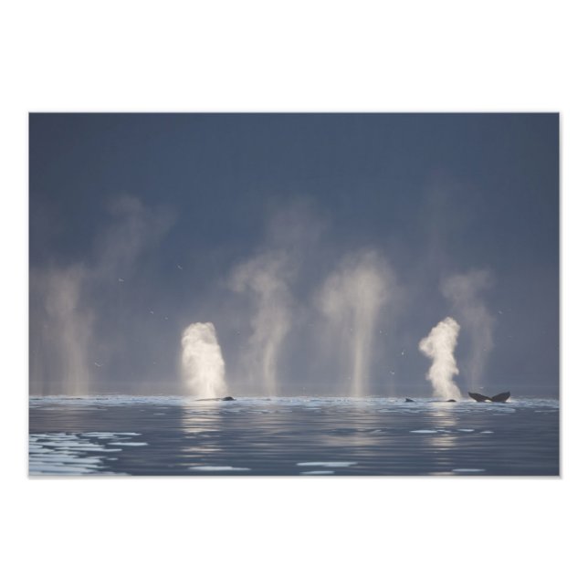 Humpback Whales Megaptera novaeangliae Fotodruck (Vorne)