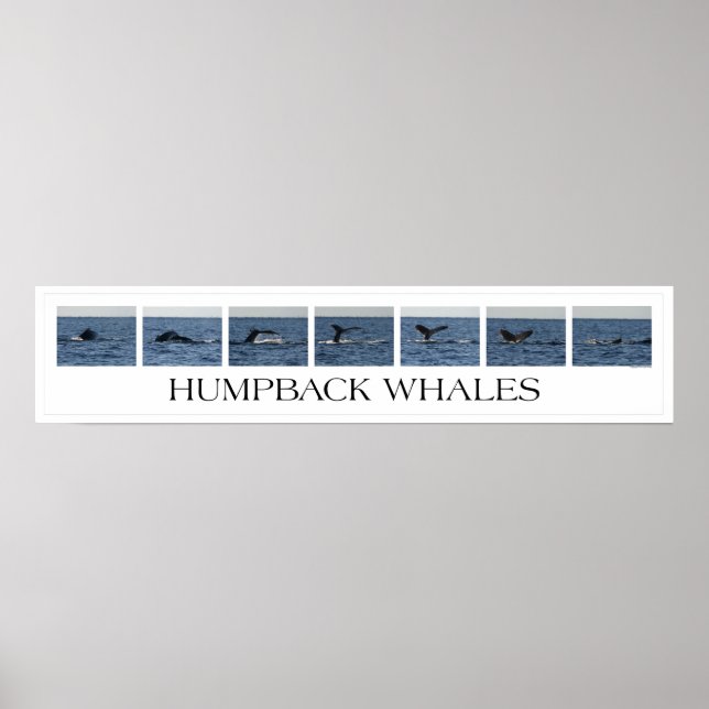 Humpback Whales Poster (Vorne)