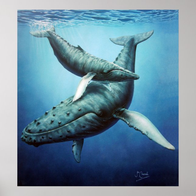 Humpbacks 'Serenity' Mutter & Calf - Canvas print Poster (Vorne)