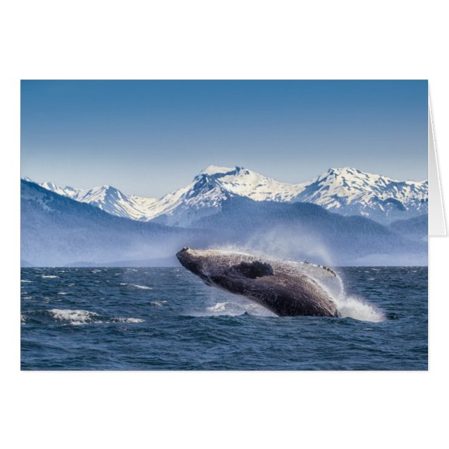 Humpbackwal in Alaska (Vorderseite (Horizontal))
