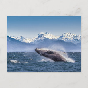 Humpbackwal in Alaska Postkarte