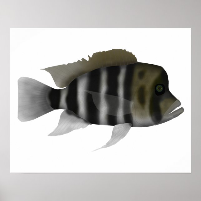 Humphead Cichlid Poster (Vorne)