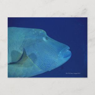 Humphead Wrasse 2 Postkarte