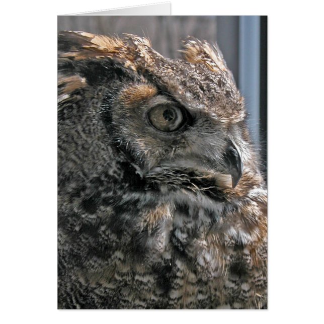 Humphrey (Vorne)