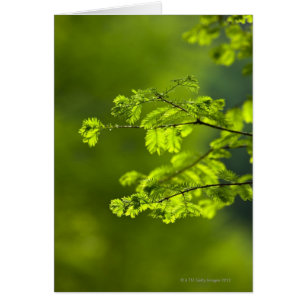 Hunan-Provinz, China, Asien