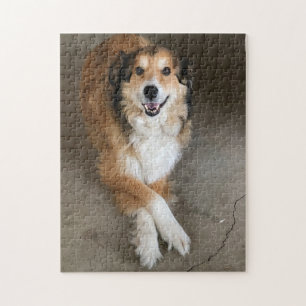 Hund
