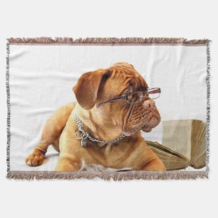 Hund 1 wirbellose Stelle Decke