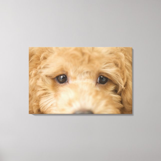 Hund 3 leinwanddruck (Vorderseite)