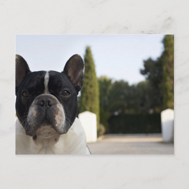 Hund am Eingang Postkarte (Vorderseite)