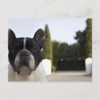 Hund am Eingang
