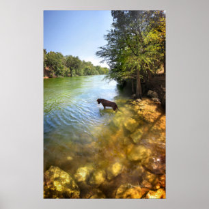 Hund am Ladybird Lake - Downtown Austin Texas Poster