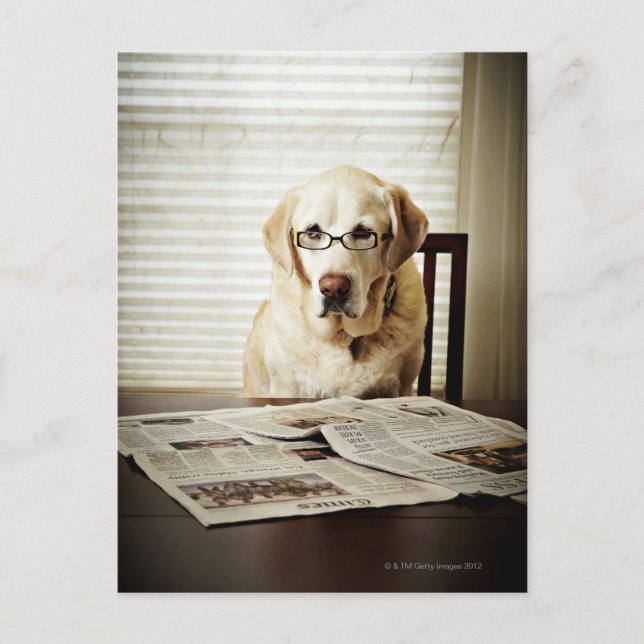 Hund am Morgen Postkarte (Vorderseite)