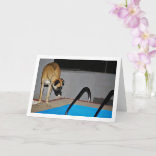 Hund am Schwimmbad Karte