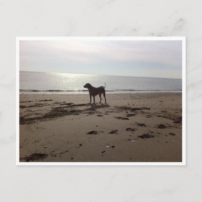 Hund am Strand Postkarte (Vorderseite)