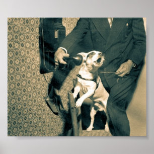 Hund am Telefon Poster