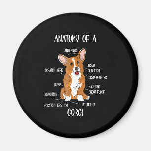 Hund Anatomie , Niedlich Walisische Corgi Welpe Bi Magnet