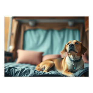 Hund auf Bett Fotodruck