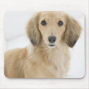 Hund auf Couch Mousepad