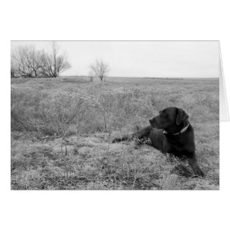 Hund auf Feldkarte