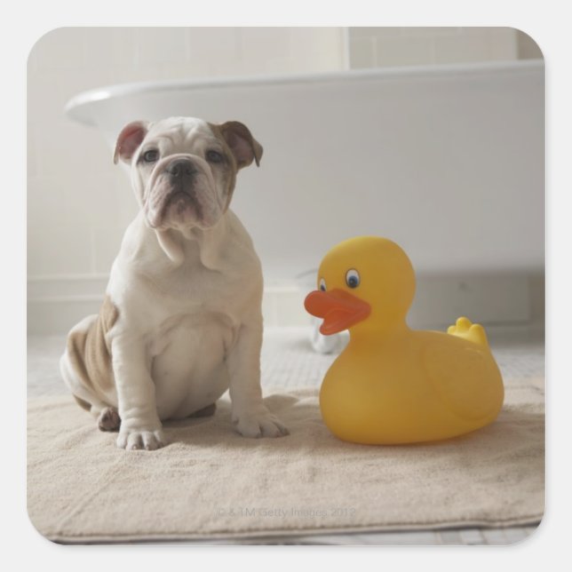 Hund auf Matte mit Kunststoffente Quadratischer Aufkleber (Vorderseite)