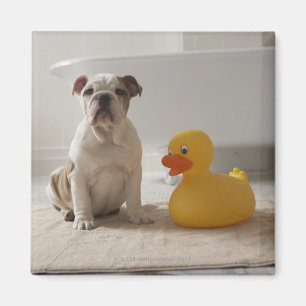Hund auf Matte mit Plastikente Magnet