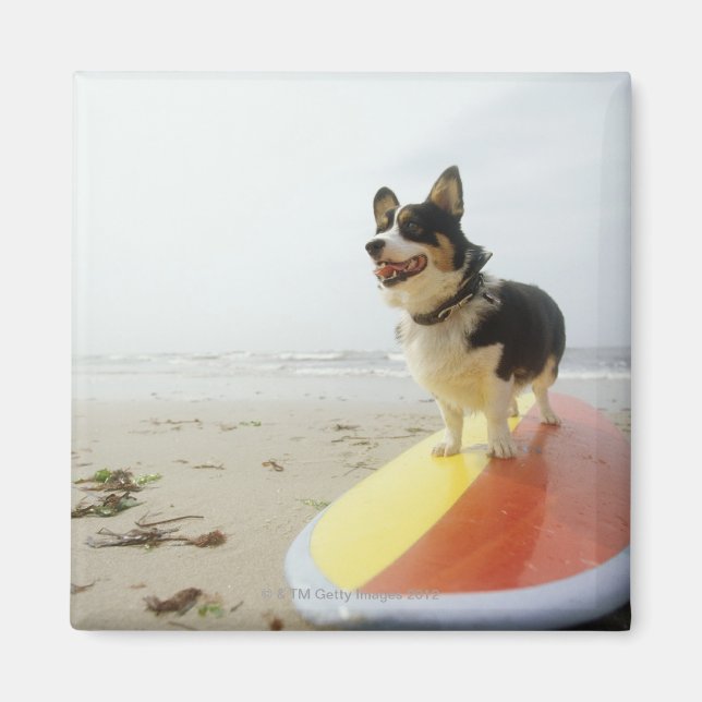 Hund auf Surfbrett Magnet (Vorne)