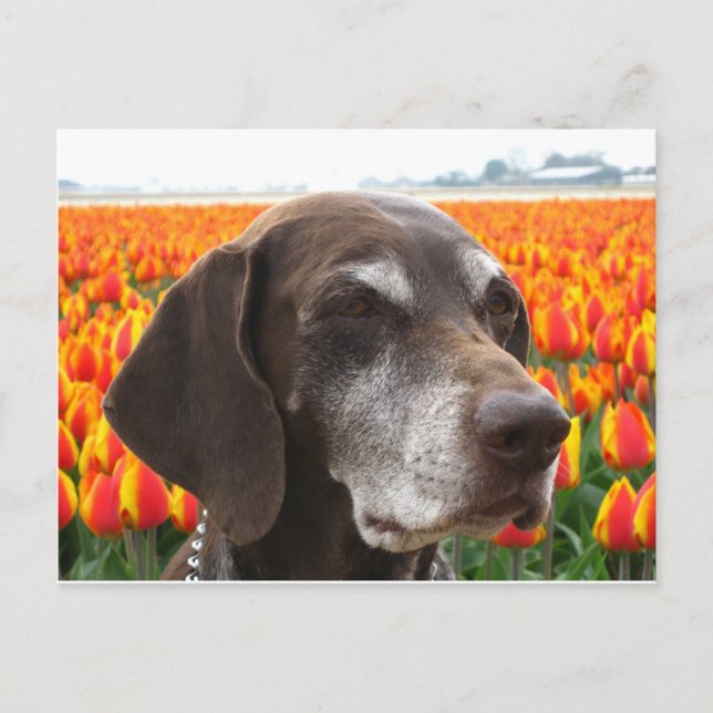 Hund auf Tulpenfeld Postkarte (Vorderseite)