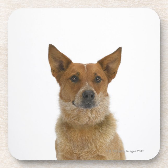 Hund auf Weiß 01 Untersetzer (Vorderseite)
