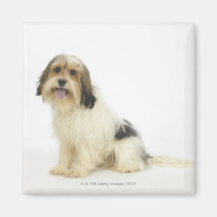 Hund auf Weiß 104 Magnet