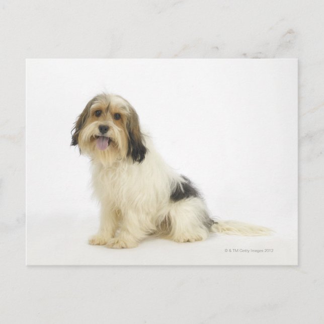 Hund auf Weiß 104 Postkarte (Vorderseite)