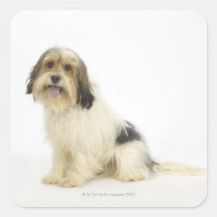 Hund auf Weiß 104 Quadratischer Aufkleber