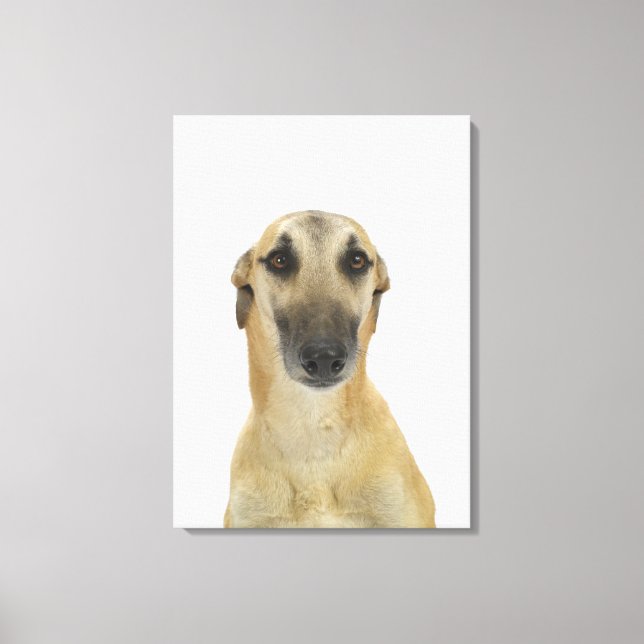 Hund auf Weiß 41 Leinwanddruck (Vorderseite)