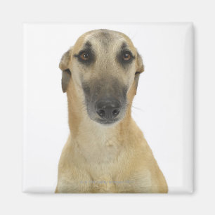 Hund auf Weiß 41 Magnet