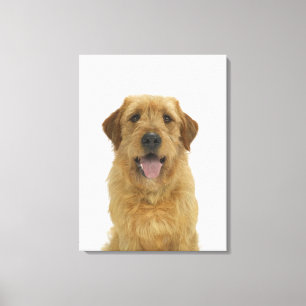 Hund auf Weiß 44 Leinwanddruck