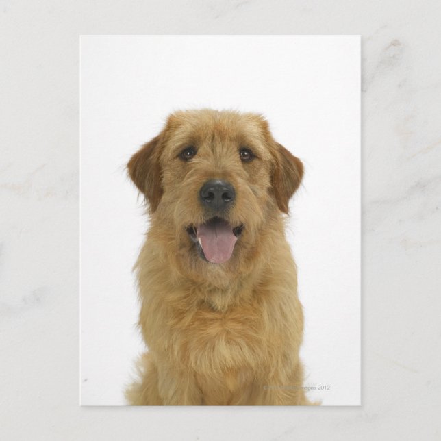 Hund auf Weiß 44 Postkarte (Vorderseite)