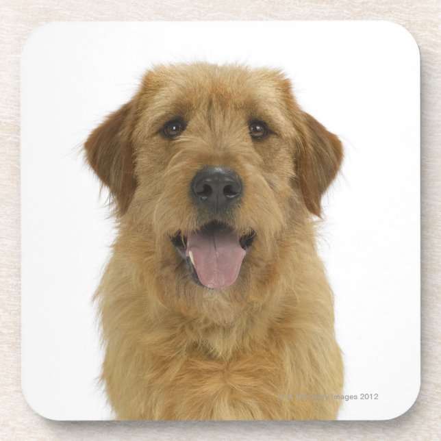 Hund auf Weiß 44 Untersetzer (Vorderseite)