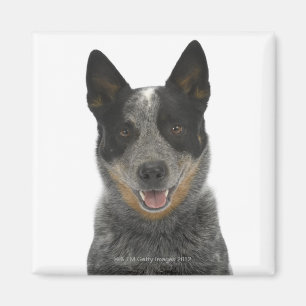 Hund auf Weiß 5 Magnet