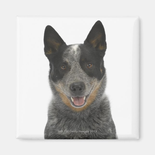 Hund auf Weiß 5 Magnet (Vorne)