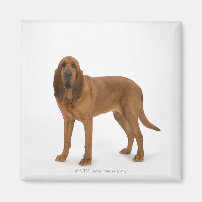 Hund auf Weiß 97 Magnet (Vorne)
