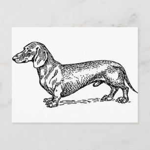 Hund aus der Dackel Schwarz-Weiß-Dackel Postkarte