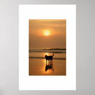 Hund bei Sonnenaufgang Poster